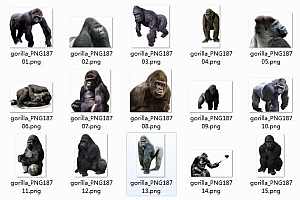 大猩猩PNG图集